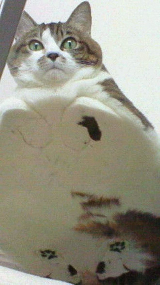 Cats on glass tables look hilariously adorable.