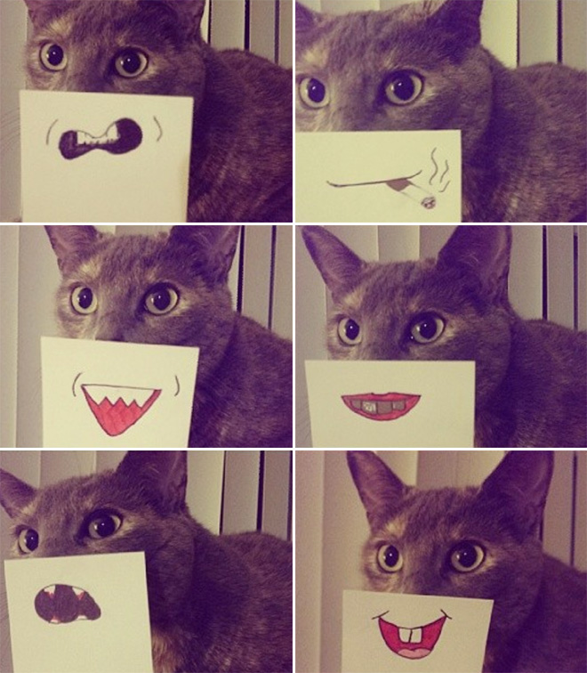 Cats with cartoon mouths are hilariously adorable.