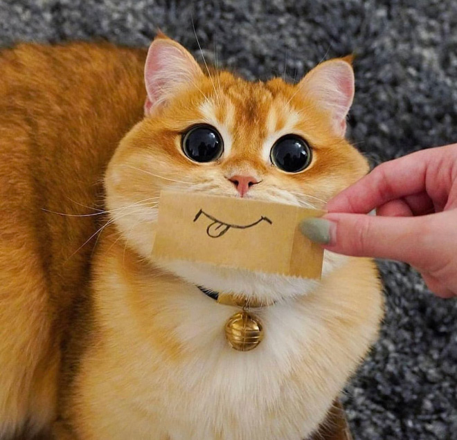 Cats with cartoon mouths are hilariously adorable.