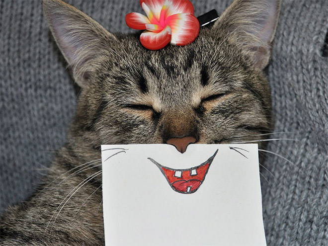 Cats with cartoon mouths are hilariously adorable.