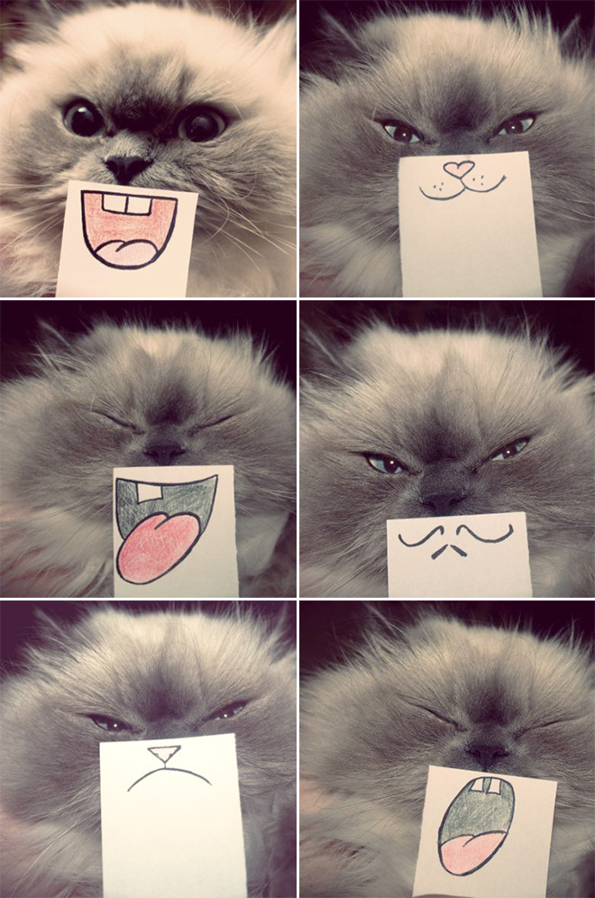 Cats with cartoon mouths are hilariously adorable.