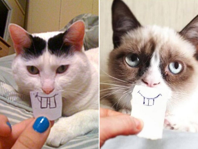 Cats with cartoon mouths are hilariously adorable.