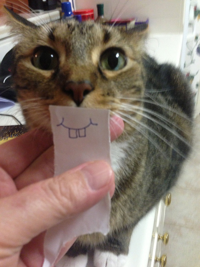 Cats with cartoon mouths are hilariously adorable.