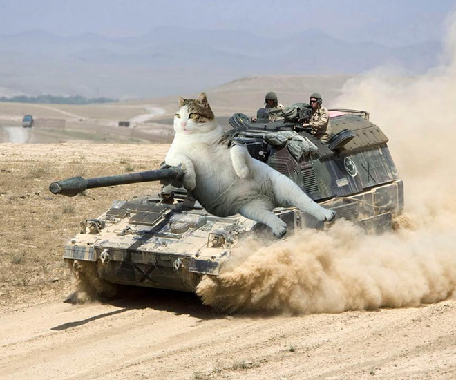 Giant military cats are the best cats.