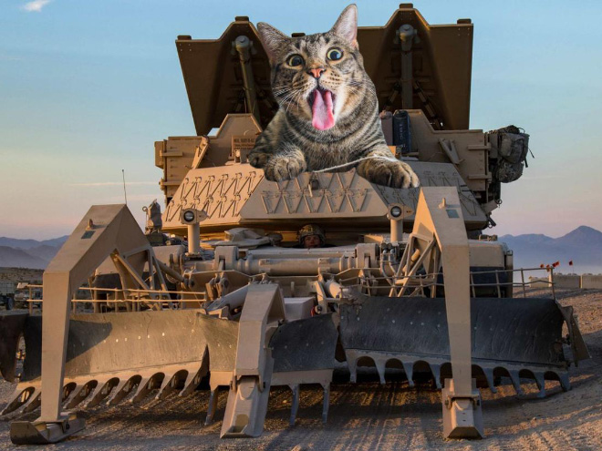 Giant military cats are the best cats.