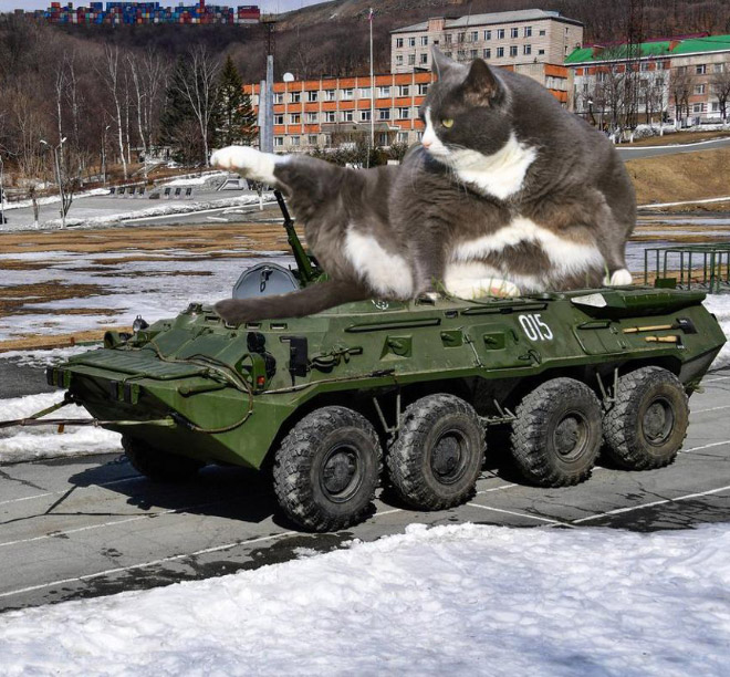 Giant military cats are the best cats.