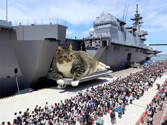 Giant military cats are the best cats.