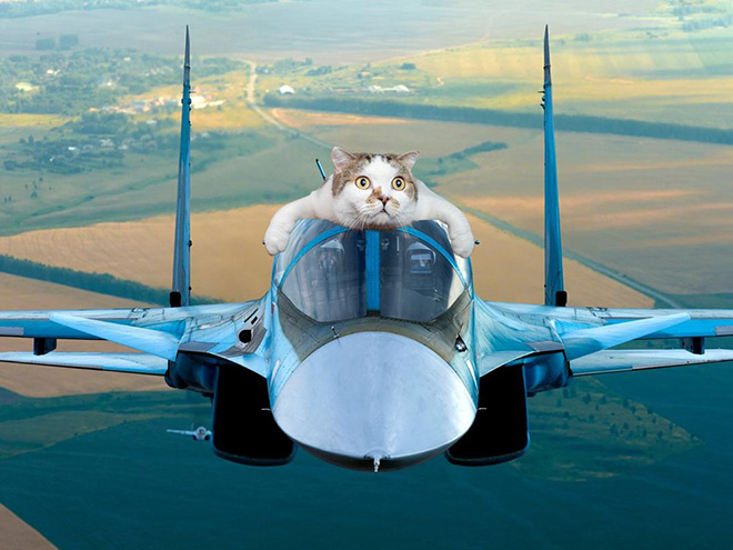 Giant military cats are the best cats.