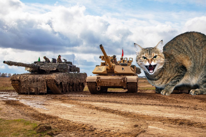 Giant military cats are the best cats.