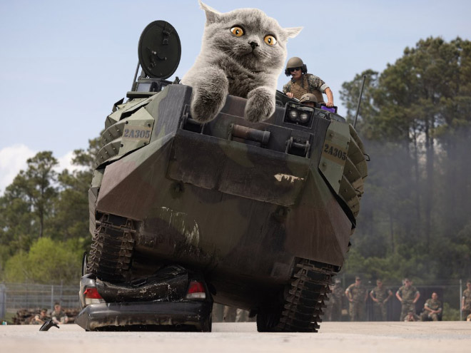 Giant military cats are the best cats.