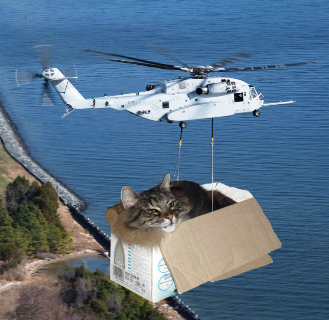 Giant military cats are the best cats.