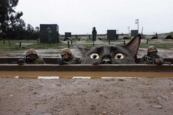 Giant military cats are the best cats.