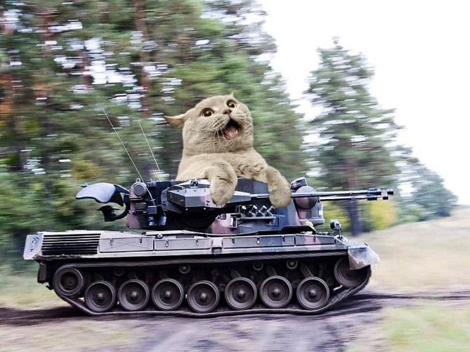 Giant military cats are the best cats.