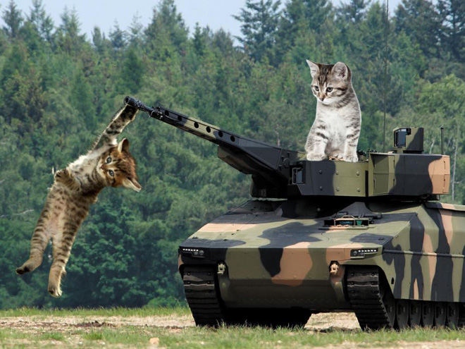 Giant military cats are the best cats.