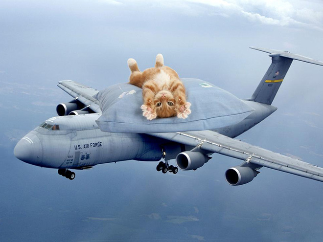 Giant military cats are the best cats.