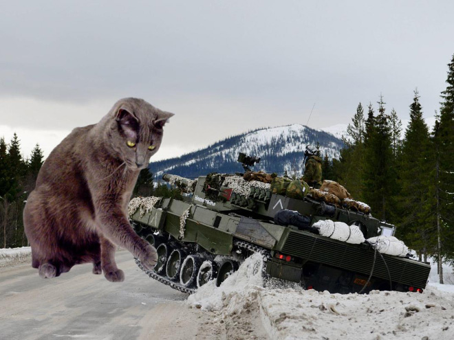 Giant military cats are the best cats.