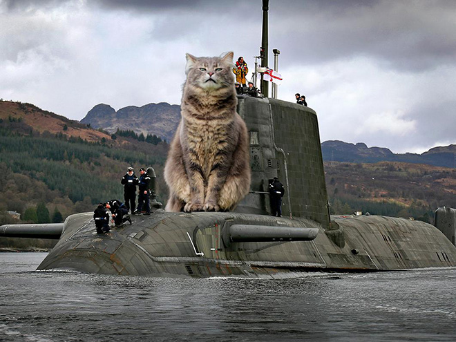 Giant military cats are the best cats.