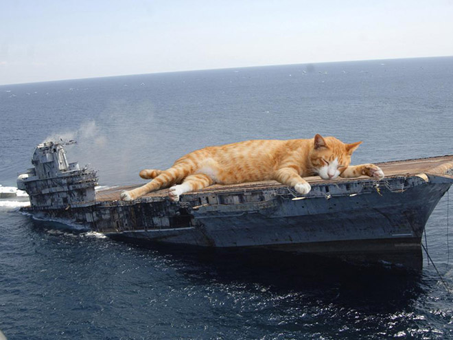 Giant military cats are the best cats.