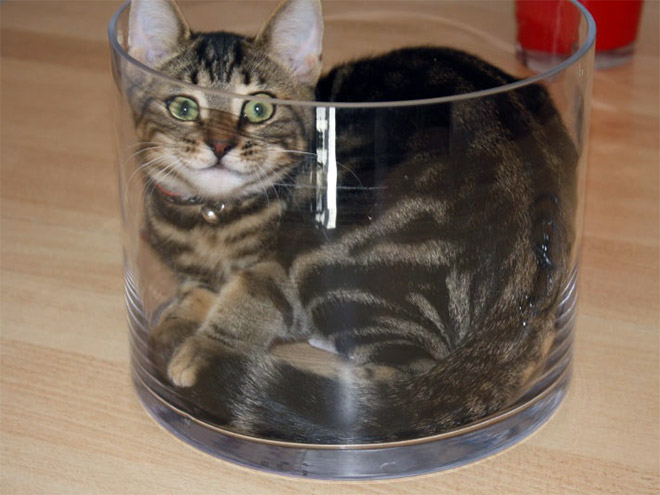 Proof that cats are actually liquid.