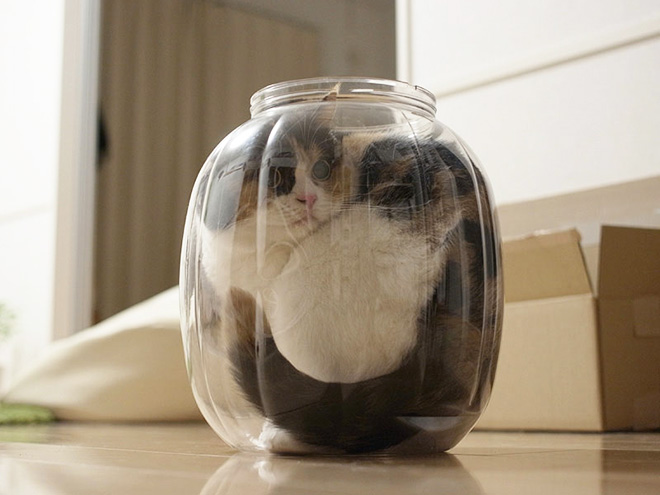 Proof that cats are actually liquid.