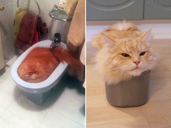 Proof that cats are actually liquid.