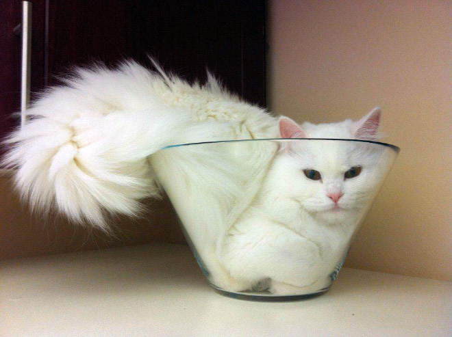 Proof that cats are actually liquid.