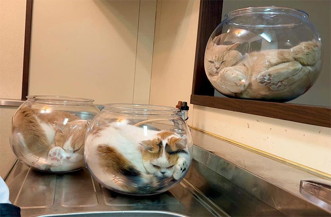 Proof that cats are actually liquid.