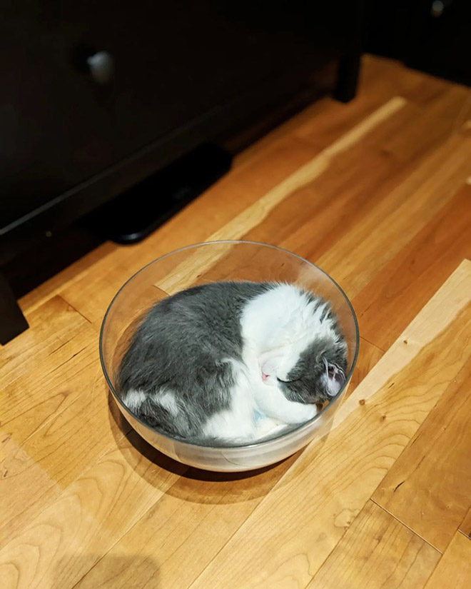 Proof that cats are actually liquid.