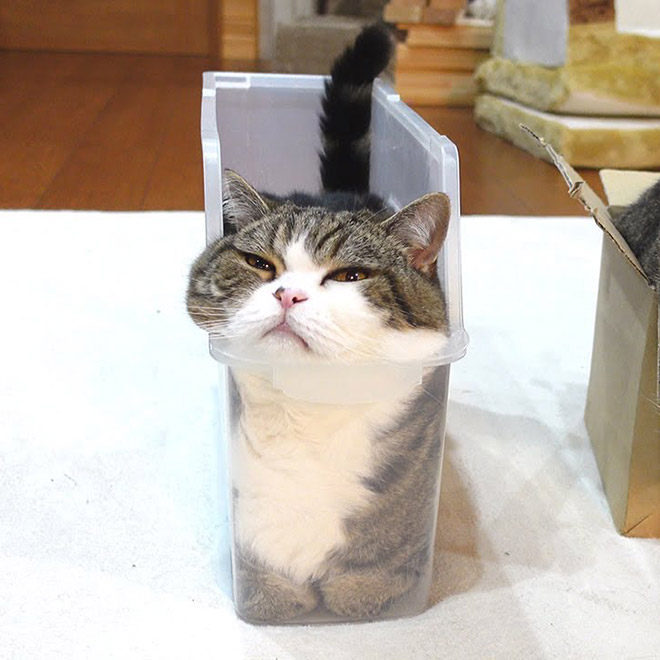 Proof that cats are actually liquid.