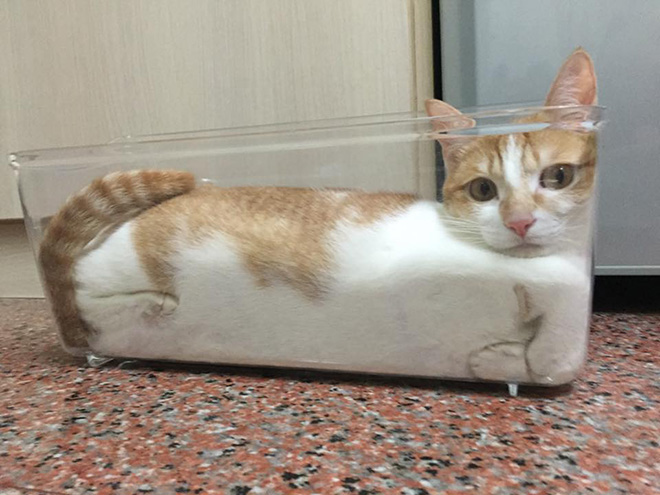 Proof that cats are actually liquid.