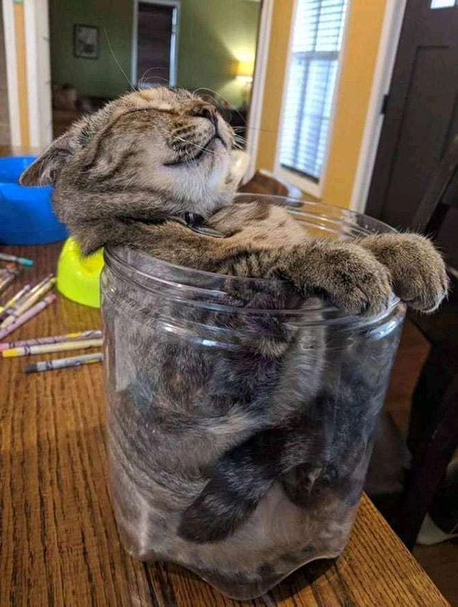 Proof that cats are actually liquid.