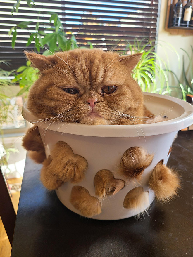 Proof that cats are actually liquid.