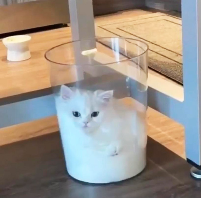 Proof that cats are actually liquid.