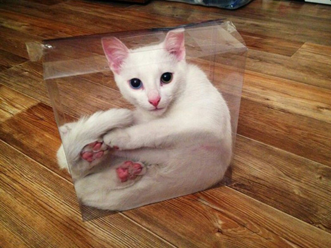 Proof that cats are actually liquid.