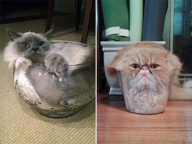 Proof that cats are actually liquid.