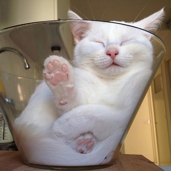 Proof that cats are actually liquid.