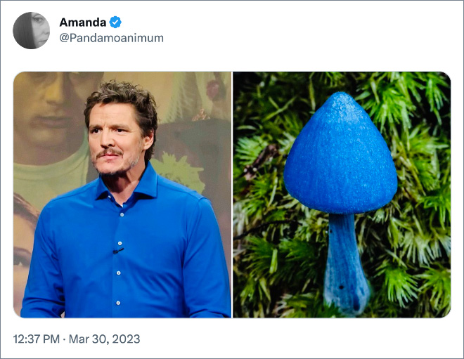 Pedro Pascal as mushrooms.