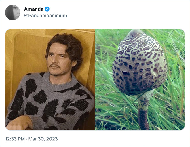 Pedro Pascal as mushrooms.