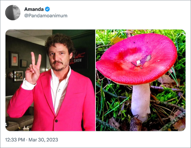 Pedro Pascal as mushrooms.