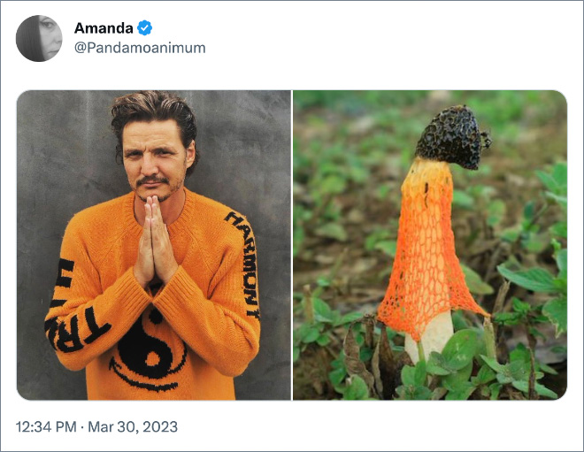 Pedro Pascal as mushrooms.