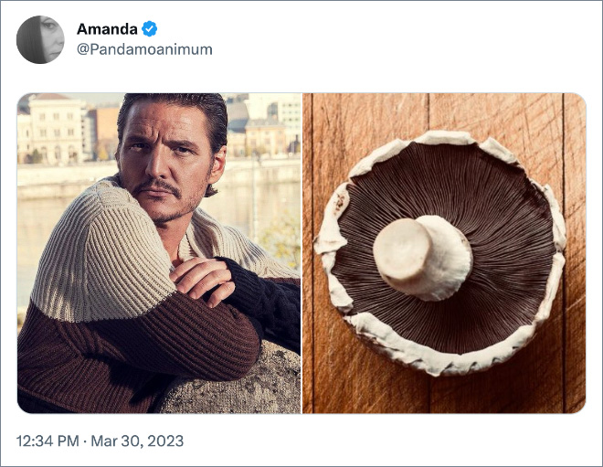 Pedro Pascal as mushrooms.