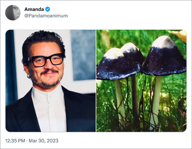 Pedro Pascal as mushrooms.