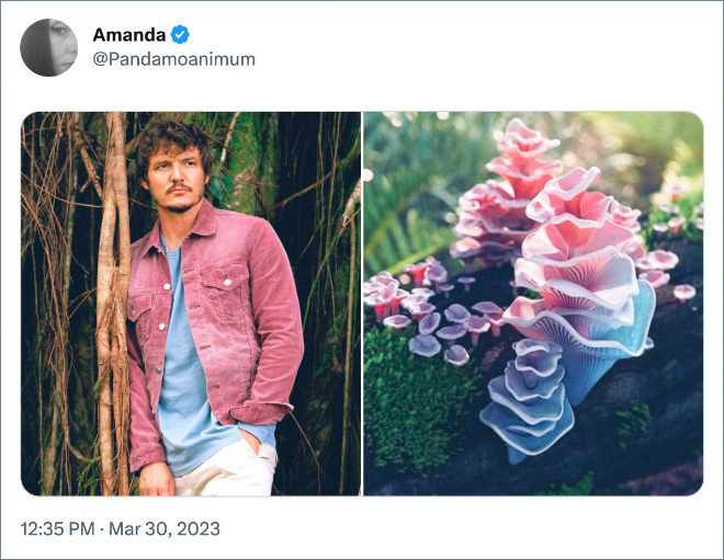 Pedro Pascal as mushrooms.