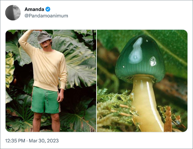 Pedro Pascal as mushrooms.