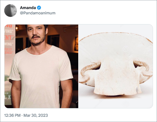 Pedro Pascal as mushrooms.