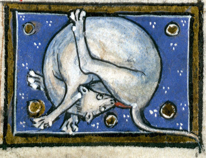 Ugly cat in medieval art.