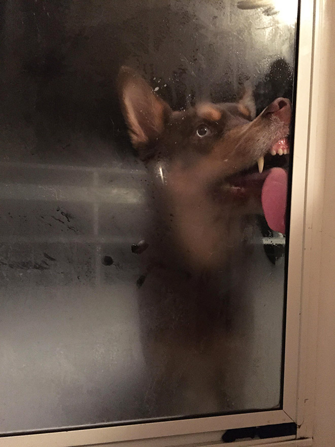 Dog licking a window.