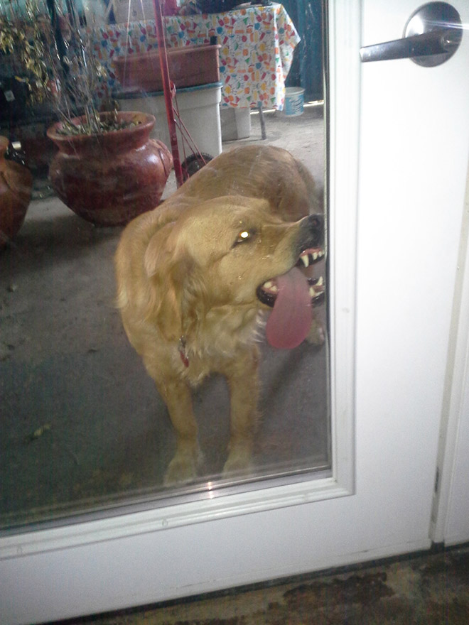 Dog licking a window.