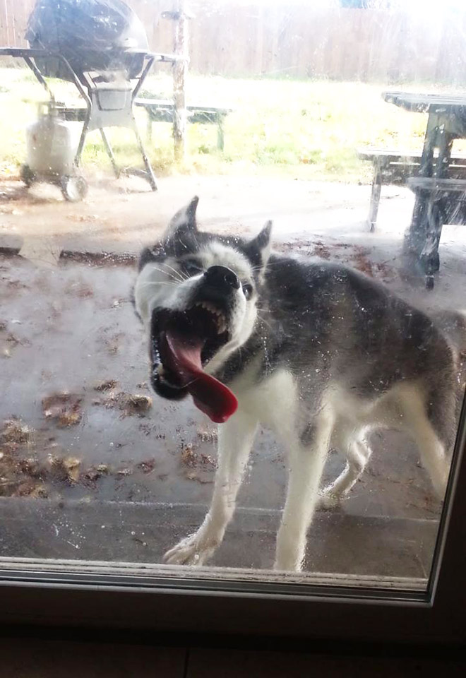 Dog licking a window.