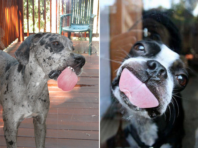 Dogs licking windows.